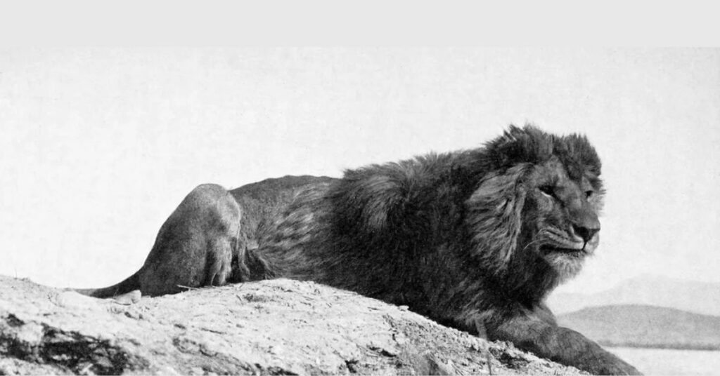 Last Photo of the Barbary Lion